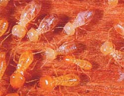 Schedorhinotermes termites