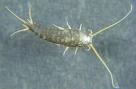 Pest control for silverfish