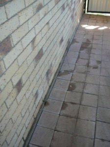Termite treatment North Lakes for pavers