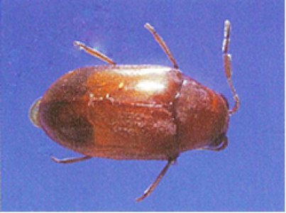 Queensland Pine Beetle