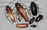 Pest control for German Cockroaches