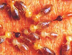 Nasuitermes termites