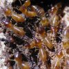 Termite Treatment in Brisbane