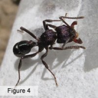 Pest control for Greenhead ants Brisbane