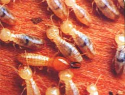 Coptotermes (acinaciformis) termites