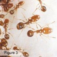 Pest control for Singapore ants Brisbane