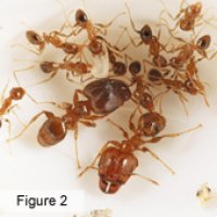 Pest control for costal brown ants Brisbane