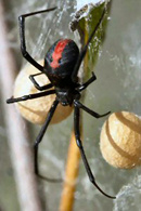 Pest Control for Redback Spiders