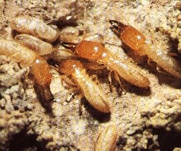 Hetrotermes termites