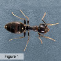 Pest control for black house ants Brisbane
