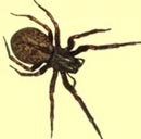 Pest Control for Black House Spiders