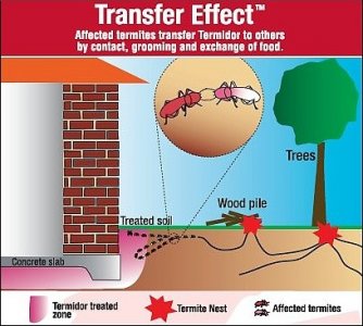 Termite transfer effect