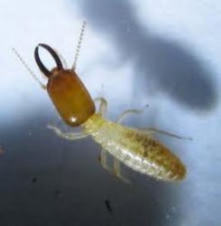 Microcerotermes termites