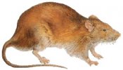 Norway Rat Pest Control Treatment
