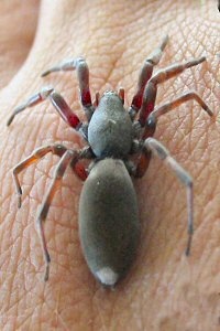 White Tailed Spider Pest Control