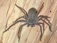 Pest Control for Huntsman Spiders