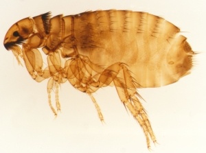 Pest control for cat fleas